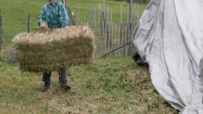 十几岁的牧场主在美国科罗拉多州的一个小镇家庭牧场上捡起一捆干草来喂养他的牲畜群
