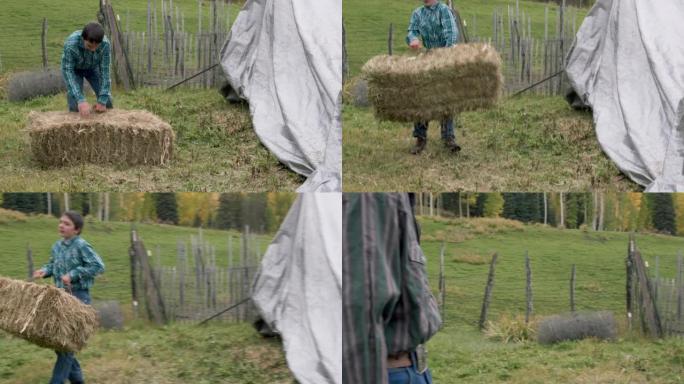 十几岁的牧场主在美国科罗拉多州的一个小镇家庭牧场上捡起一捆干草来喂养他的牲畜群