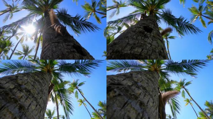 松鼠在棕榈树上向相机移动。从地面开枪。热带地区有趣的松鼠爬上树干。城市内自然松鼠的生活。