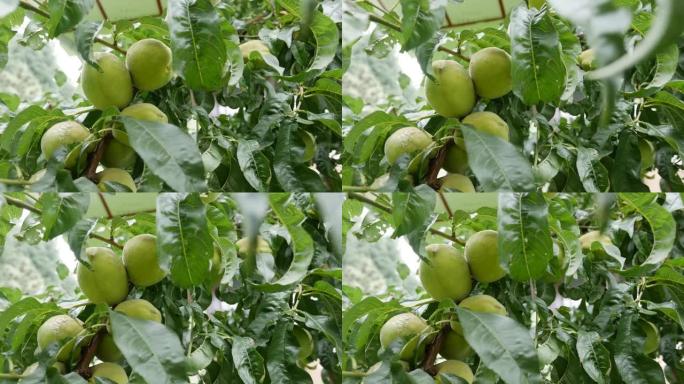 种植桃子。叶子之间的树枝上成熟的绿色桃子。种植健康水果。有机农业业务。