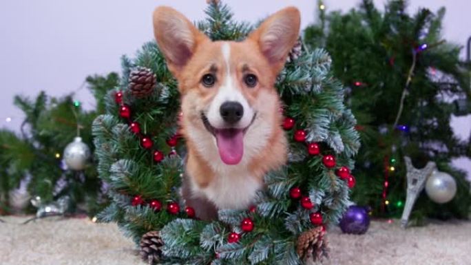 圣诞宠物恶作剧。狗掉落圣诞树装饰的节日花环球