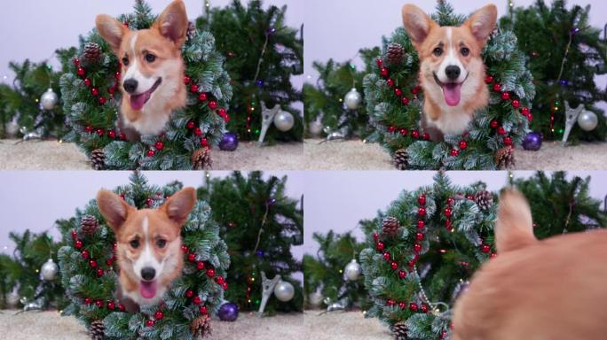 圣诞宠物恶作剧。狗掉落圣诞树装饰的节日花环球