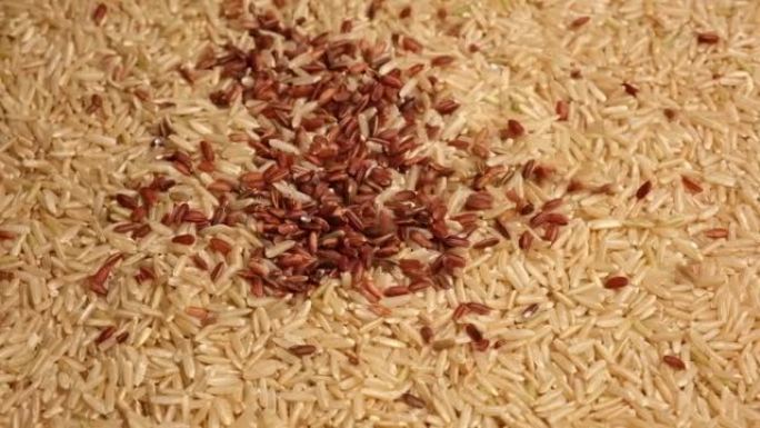 未煮熟的红米壁纸。长糙米旋转。特写。谷物掉落倒了一堆。世界危机，出口，进口。收获问题，制裁。价格上涨