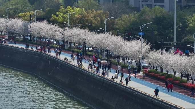 4k航拍杭州滨江樱花跑道