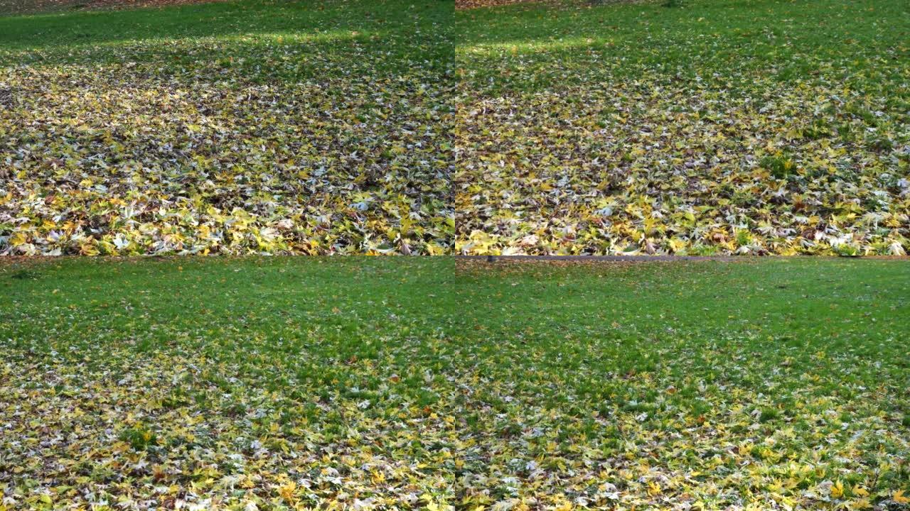 秋公园。草地上绿草的落叶。