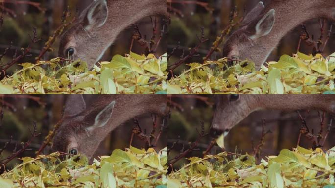 黑尾鹿吃月桂树的特写