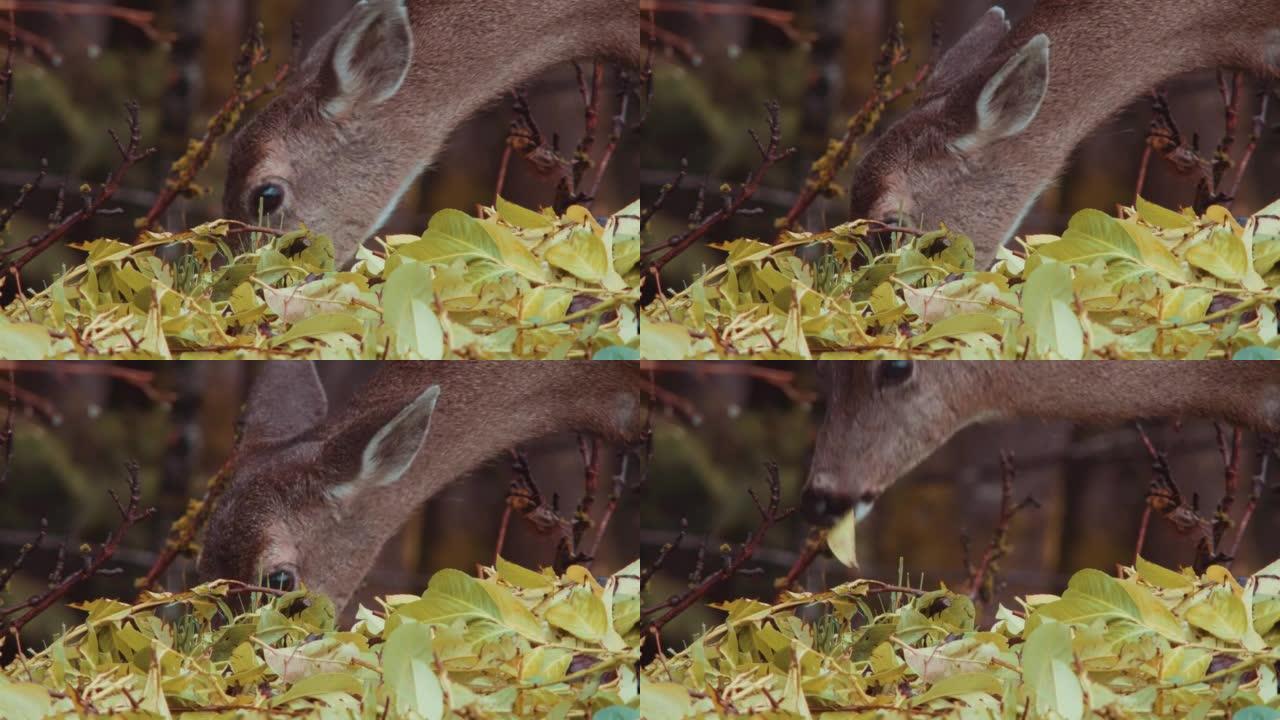 黑尾鹿吃月桂树的特写