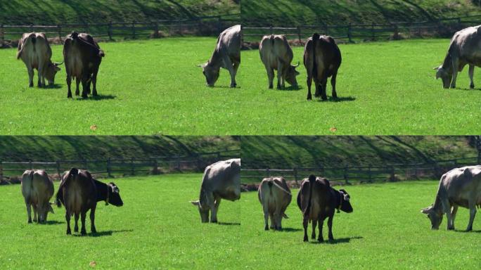 在意大利阿尔卑斯山的南蒂罗尔的绿地上放牧的奶牛。