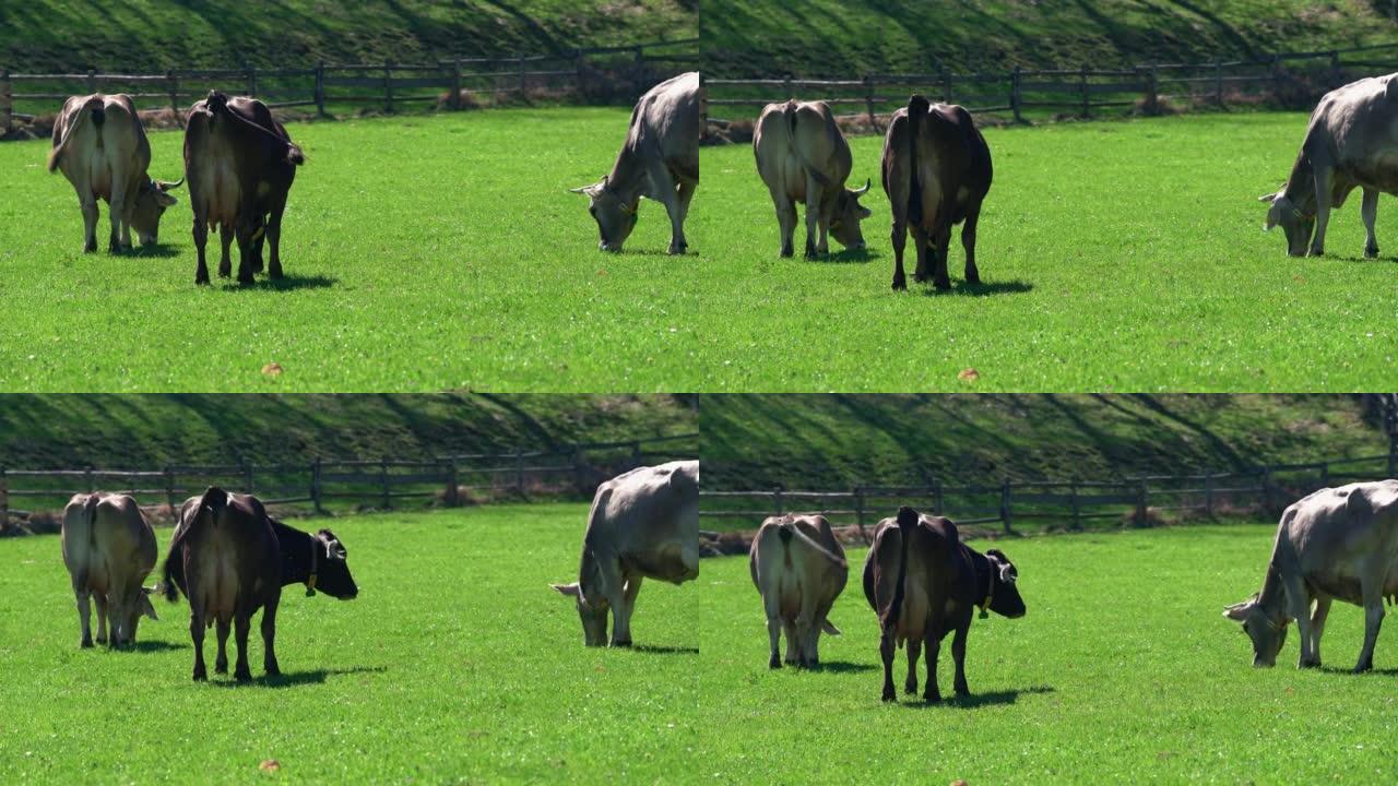 在意大利阿尔卑斯山的南蒂罗尔的绿地上放牧的奶牛。