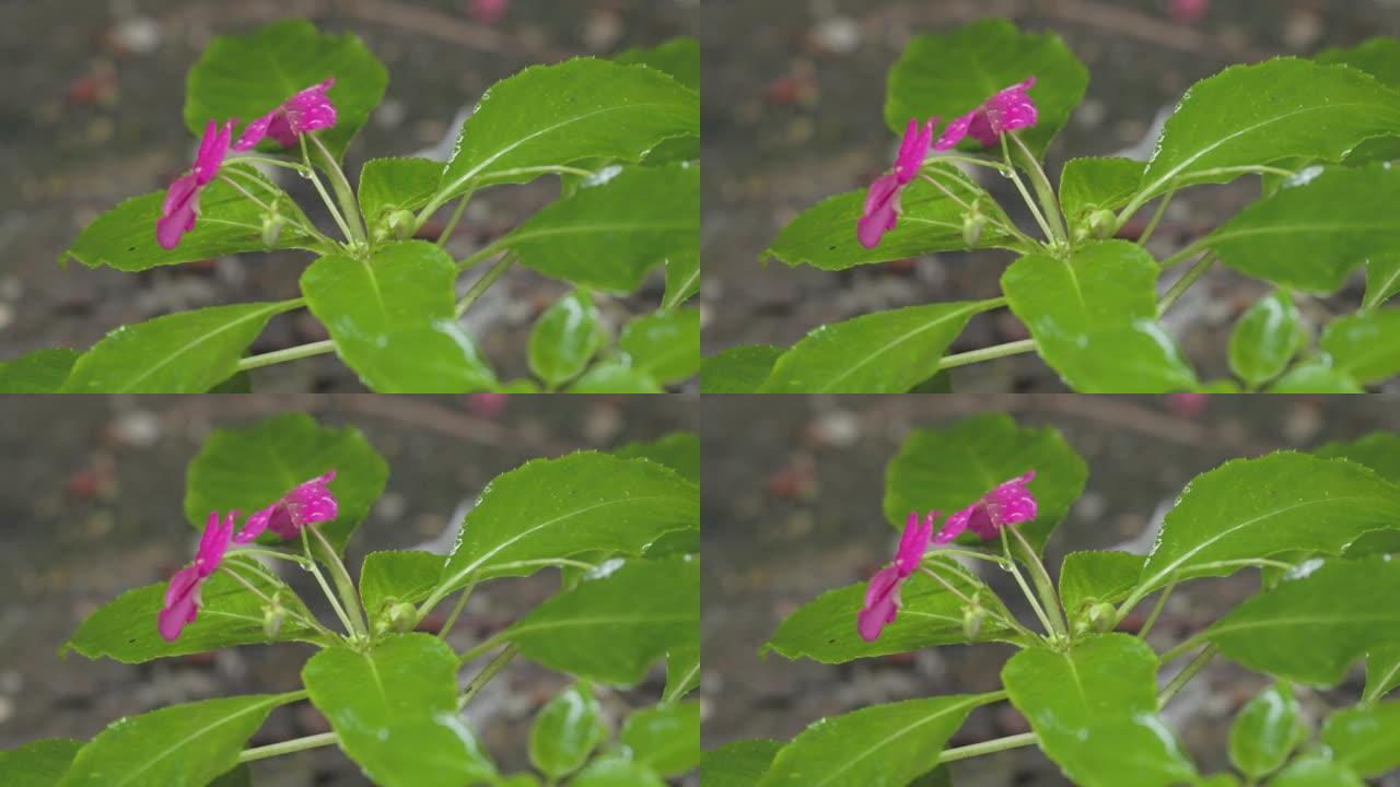 凤仙花的一枝粉红色，有新鲜的绿色叶子