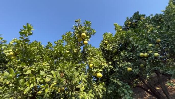 柚树上覆盖着黄绿色的葡萄柚