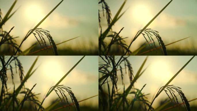 日落天空背景下的农田稻田