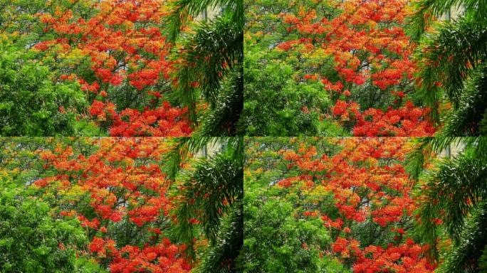 青园画中的模糊红花在竹子硬纹理上