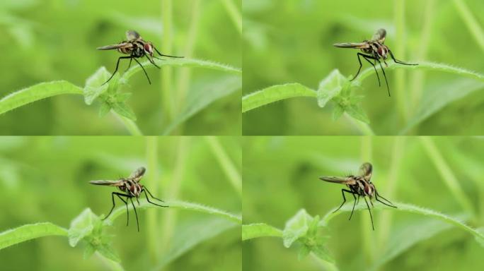 有条纹的苍蝇栖息在野草叶子的表面上