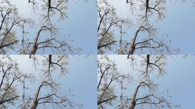 蓝天背景的树木的低角度视图，树叶在风中摇摆，4k慢动作镜头b滚动拍摄，秋天的宁静景观。