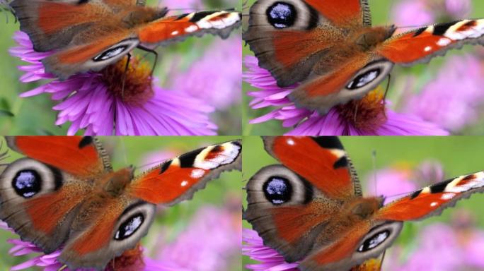 粉红色菊花上的孔雀蝴蝶。夏季微距拍摄。