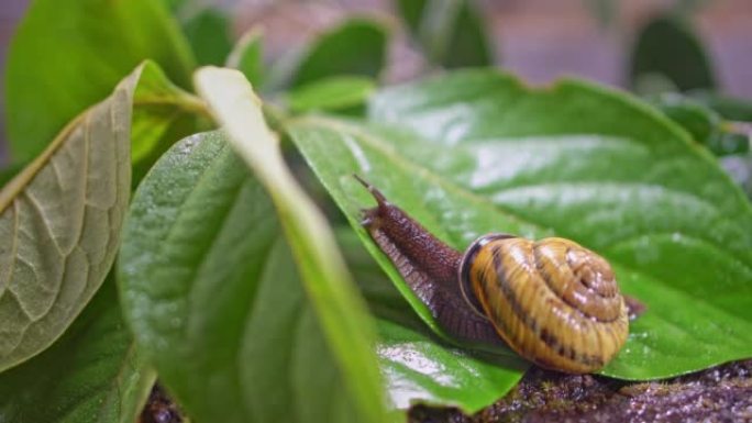 一只可爱的蜗牛爬上一片绿叶