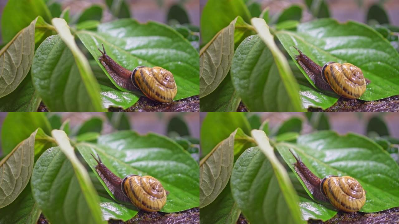 一只可爱的蜗牛爬上一片绿叶