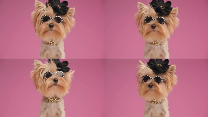 可爱的小约克夏梗狗，戴着黑色帽子，戴着酷墨镜，戴着金色领子，冰冷颤抖，在粉红色背景前抬头好奇