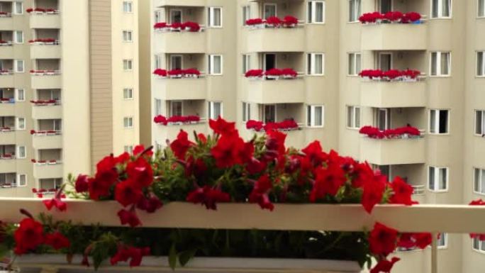 花卉栽培和花卉装饰的概念。多层住宅楼阳台上的鲜花。