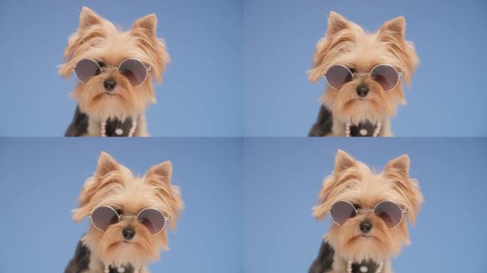 可爱的约克夏犬小狗的特写镜头，戴着墨镜往下看，跟着什么，在蓝色背景前嗅