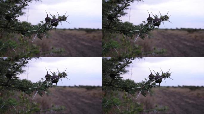 非洲保护区中棘手的植物在空中移动的特写镜头