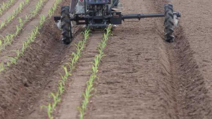 甜玉米插秧机将幼苗插入地面。甜玉米从温室到农田的种植过程。
