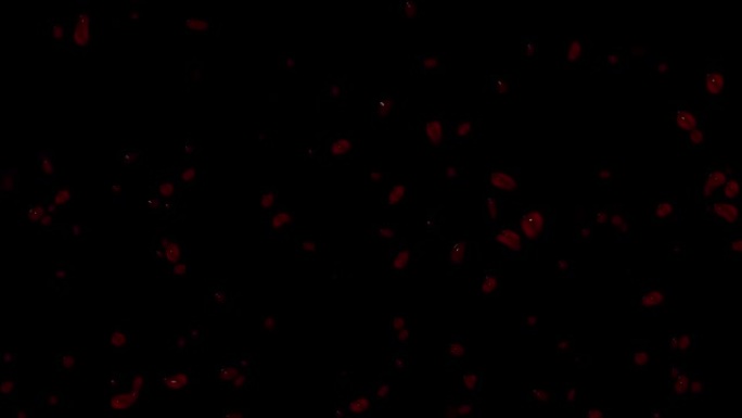 血滴在相机屏幕玻璃-透明背景[20sec 30fps视频]