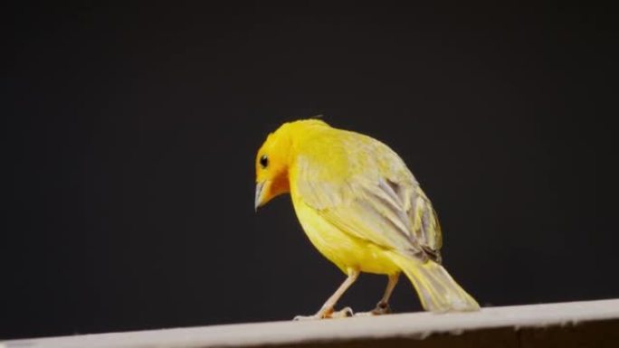 番红花雀 (Sicalis flaveola) 起飞