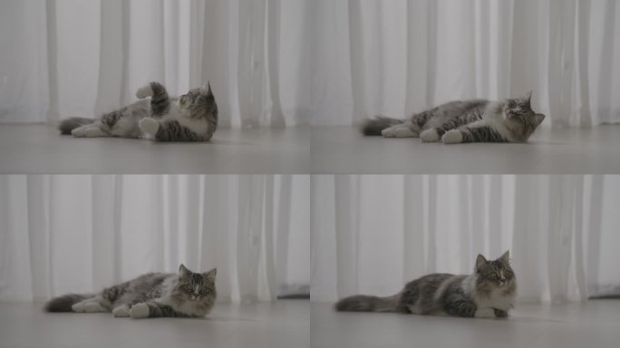 猫咪趴在地上懒散活动
