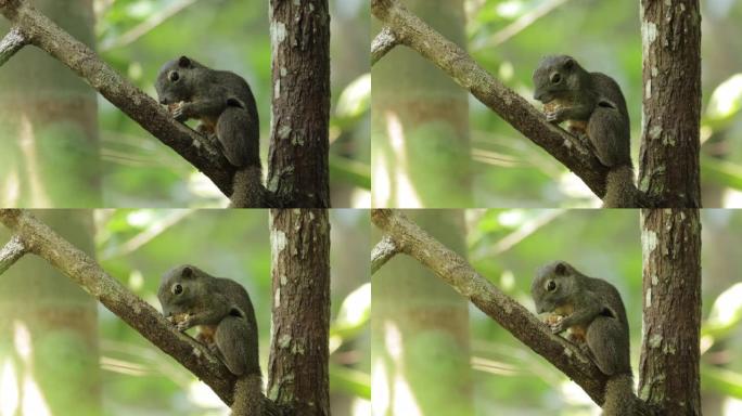 芭蕉松鼠，新加坡树梢树上树丛小松鼠