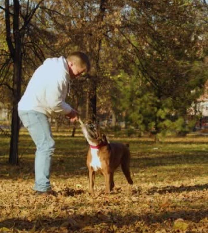一个男人和他的狗拳击手的垂直镜头，在城市公园散步时玩得很可爱。