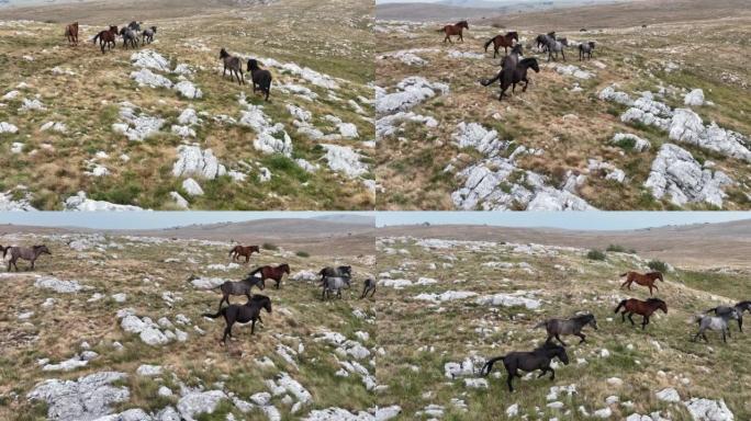 空中电影慢动作拍摄的无人机飞过一大群野马，在草原上疾驰。
