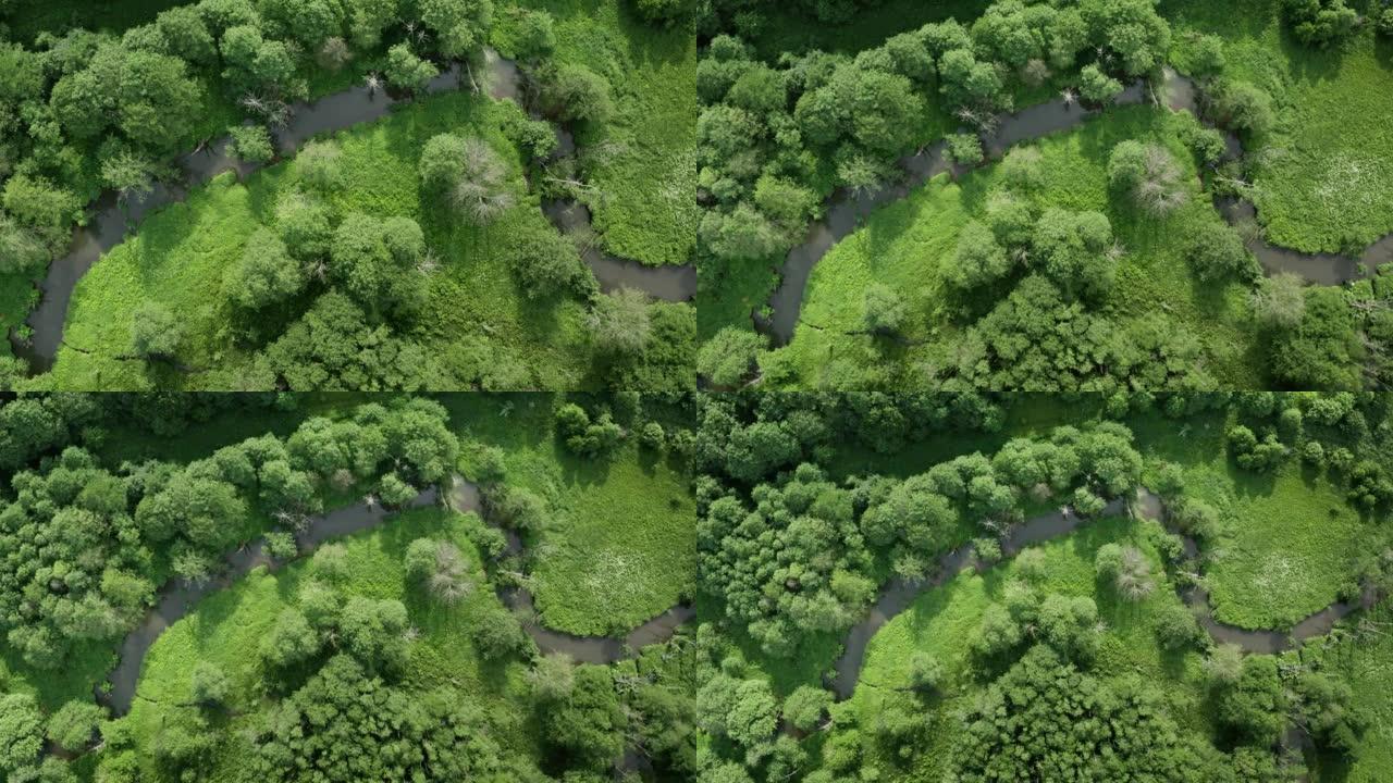 空中俯视图美丽蜿蜒的河流流经混交林。夏天，白天，新鲜的绿色草树和灌木丛。小之字形溪流的鸟瞰图。大自然