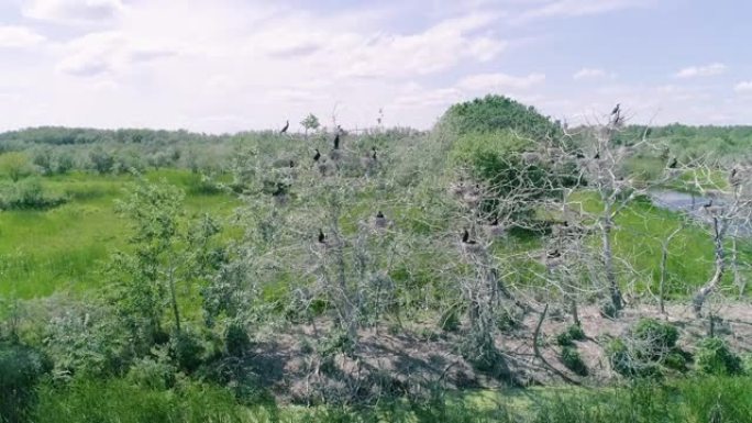 罗马尼亚多瑙河三角洲森林的一棵树上的鸬鹚巢。枯死的松树上的鸬鹚群。大鸬鹚Phalacrocorax 