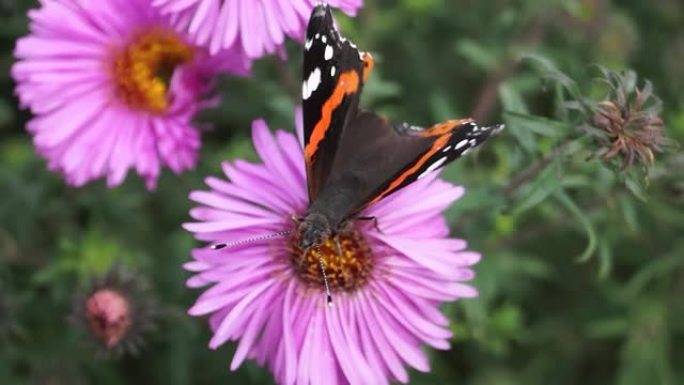 蝴蝶上将 (Admiral butterfly) 是一种来自Nymphalide家族的日间蝴蝶，从花