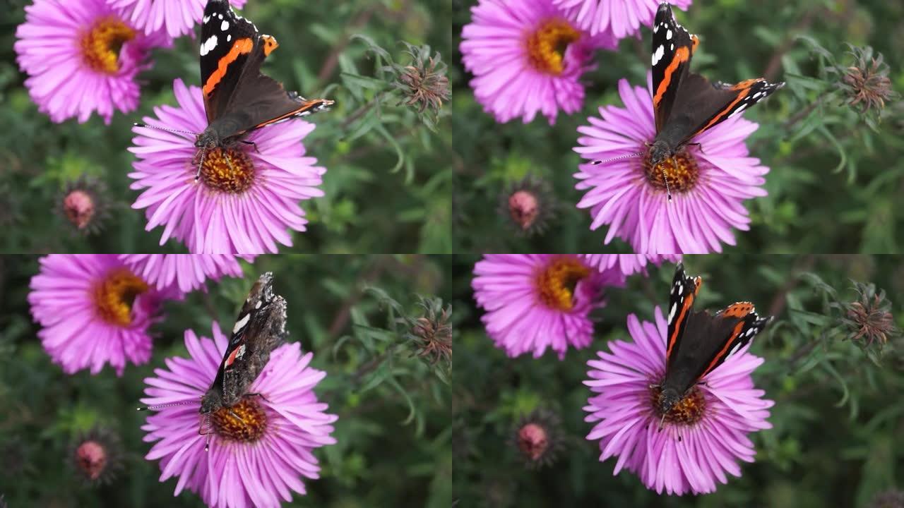 蝴蝶上将 (Admiral butterfly) 是一种来自Nymphalide家族的日间蝴蝶，从花