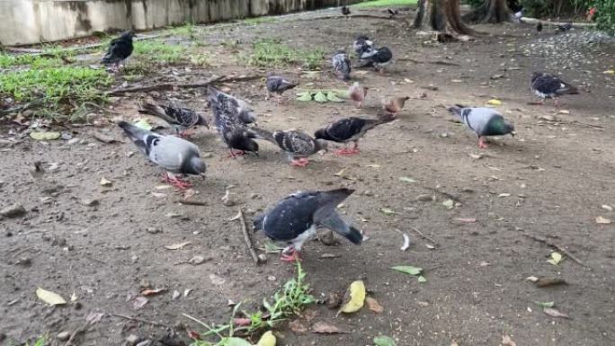 鸽子在台湾的公园吃种子