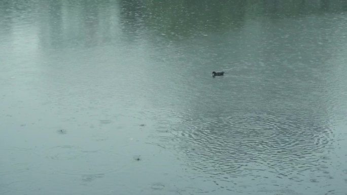 【镜头合集】雨天湖边风光户外空镜（1）