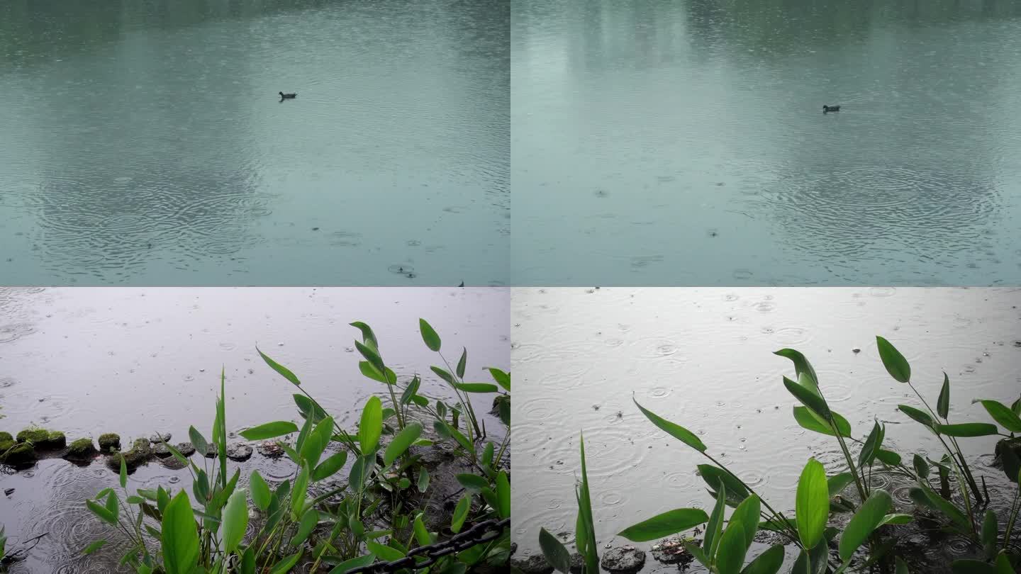 【镜头合集】雨天湖边风光户外空镜（1）