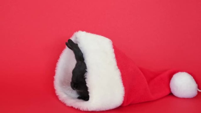 一只黑色兔子坐在红色的圣诞老人帽子里离开。动物隔离在红色工作室背景。野兔是东方历法2023年的符号。