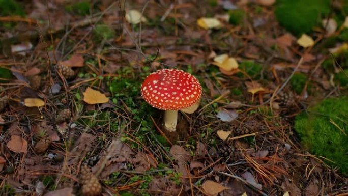 红帽子的美丽蘑菇。危及生命的木耳在森林中生长，落叶和云杉针叶。用红色的帽子飞木耳，一种明亮而有毒的蘑