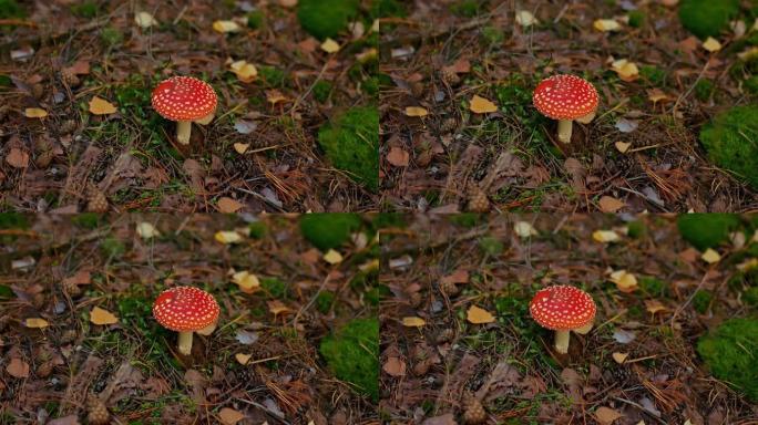 红帽子的美丽蘑菇。危及生命的木耳在森林中生长，落叶和云杉针叶。用红色的帽子飞木耳，一种明亮而有毒的蘑