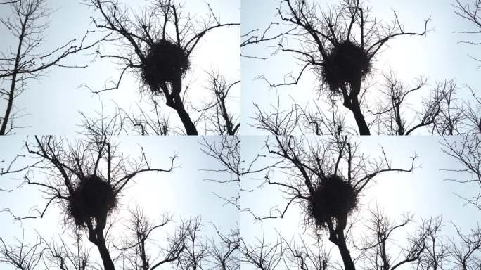 枯树上一个硕大的鸟巢