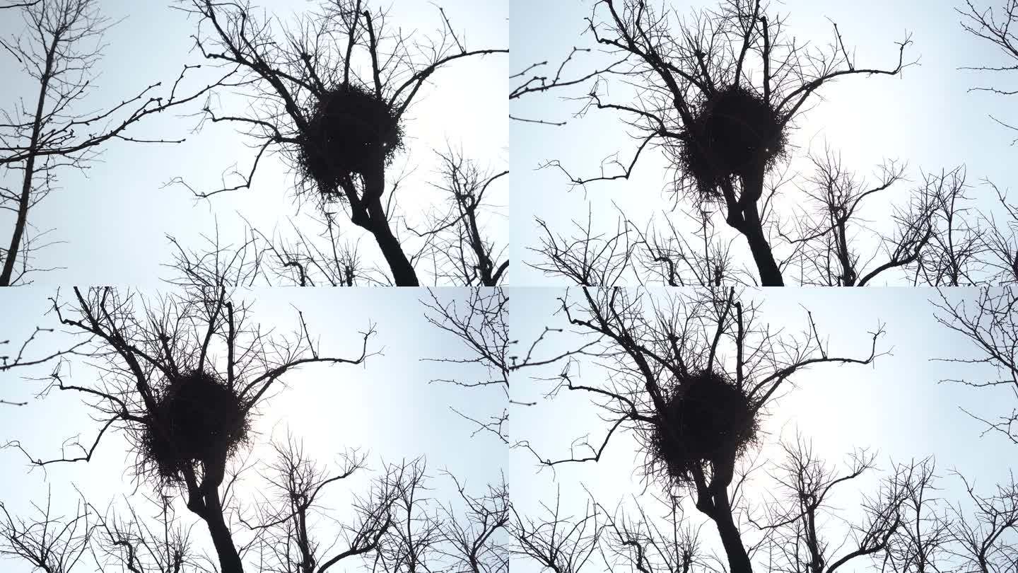 枯树上一个硕大的鸟巢