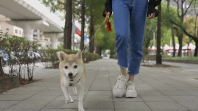 柴犬狗与主人在公园散步