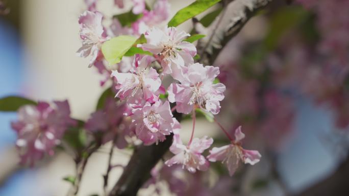 云南丽江樱花梨花桃花