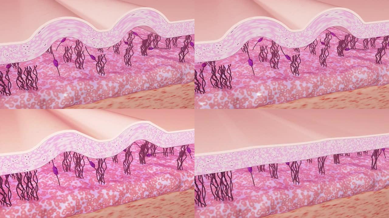 皮肤再生过程3D动画。皱纹平滑。胶原蛋白和弹性蛋白纤维的重建。护肤概念。4K