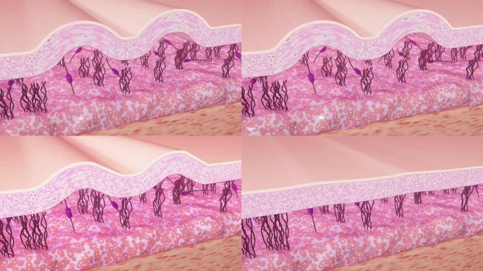 皮肤再生过程3D动画。皱纹平滑。胶原蛋白和弹性蛋白纤维的重建。护肤概念。4K