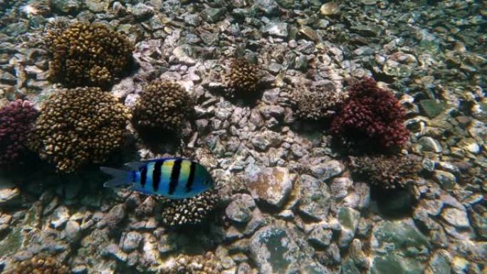 一条彩色条纹的小鱼在水底的珊瑚和海底的石头上来来去去。军士长鱼。埃及。
